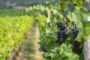 Best Wine Tasting & Tours in Colchagua Valley