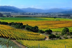 Best Wineries in the Casablanca Valley Chile